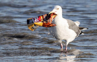 Do plastic bags bans work?
